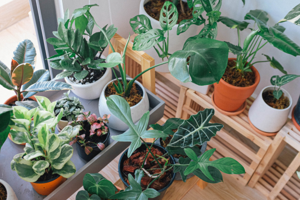Como Cuidar das Suas Plantas e Evitar que Morram Rápido