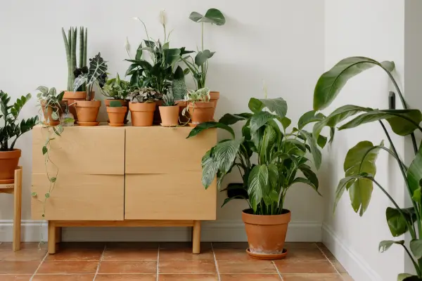 As 7 Melhores Plantas para Quem Está Começando na Jardinagem Indoor