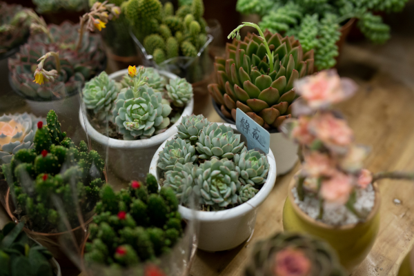 Adubos Orgânicos Caseiros: 5 Receitas Naturais para Suas Plantas de Interior