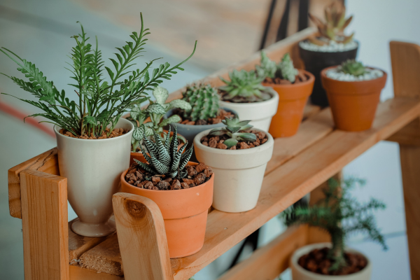  Como Fazer Compostagem em Apartamento e Nutrir Suas Plantas Organicamente
