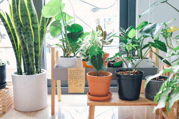 Como Escolher o Vaso Ideal para suas Plantas de Interior
