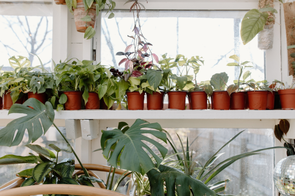 Cultivo de Ervas em Casa: O Primeiro Passo na Jardinagem Indoor