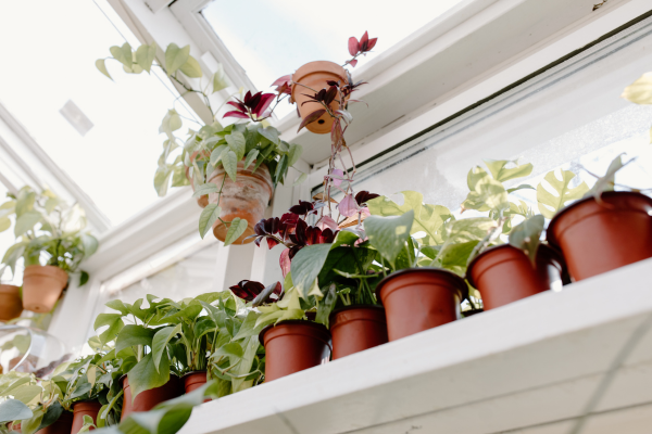 Jardinagem Orgânica Indoor: Como Cultivar Plantas Saudáveis Sem Químicos