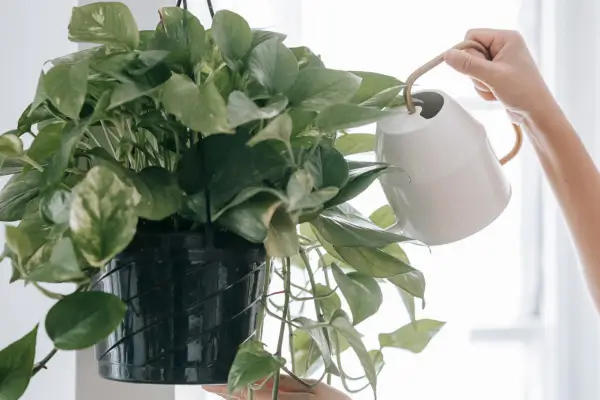 Jardinagem Indoor para Iniciantes: O Guia Definitivo para Começar do Zero
