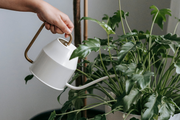 Rega sem Erro: Como Saber Quando e Quanto Regar suas Plantas