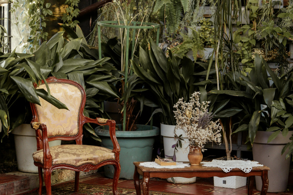 5 Receitas Caseiras para Combater Pragas em Plantas de Interior