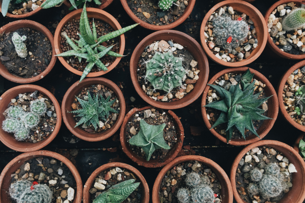 Como Melhorar a Qualidade do Solo em Vasos com Ingredientes Naturais