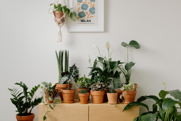 Plantas Medicinais Orgânicas: Como Cultivar Ervas Saudáveis Dentro de Casa