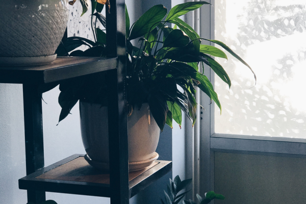 Dicas Essenciais para Criar um Ecossistema Orgânico Dentro de Casa