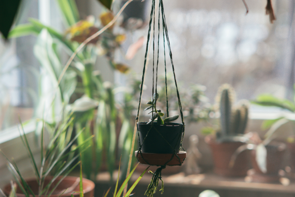 Pragas na Jardinagem Indoor: Como Identificar e Eliminar Naturalmente